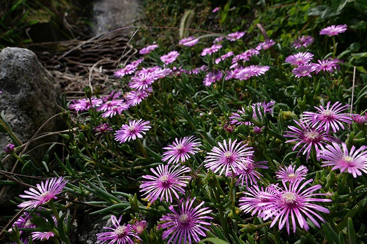 Panasonic LX100 IIで撮影したピンク色の花の画像