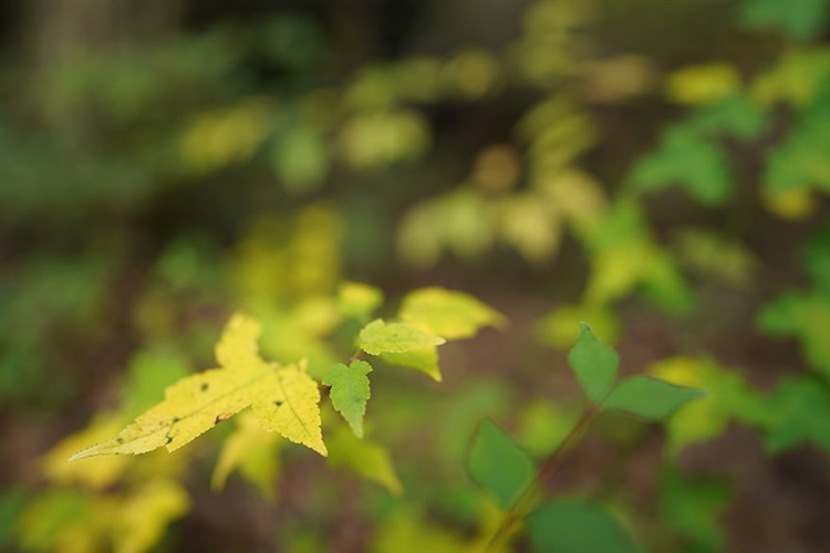 SONY (ソニー) FE 24mm F1.4 GM 作例⑩
