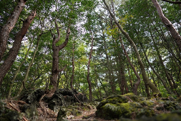 SONY (ソニー) FE 24mm F1.4 GM 作例⑦