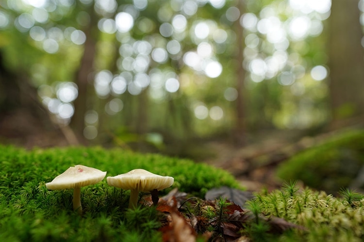 SONY (ソニー) FE 24mm F1.4 GM 作例⑧