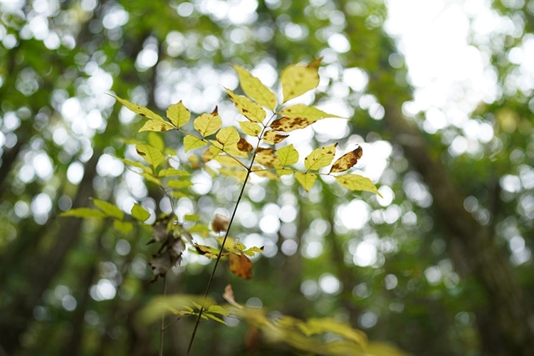 SONY (ソニー) FE 24mm F1.4 GM 作例⑨