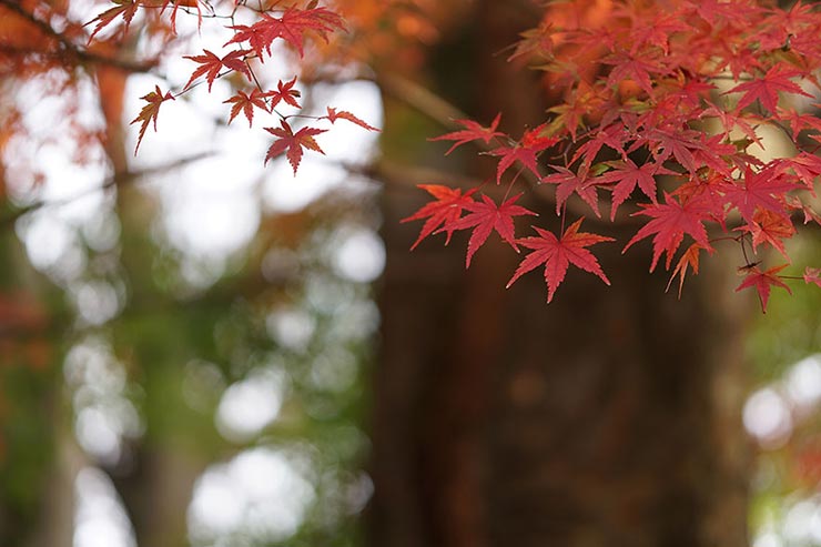 SONY α6300 + SIGMA 56mm F1.4 DC DN | Contemporaryで撮影したモミジの画像