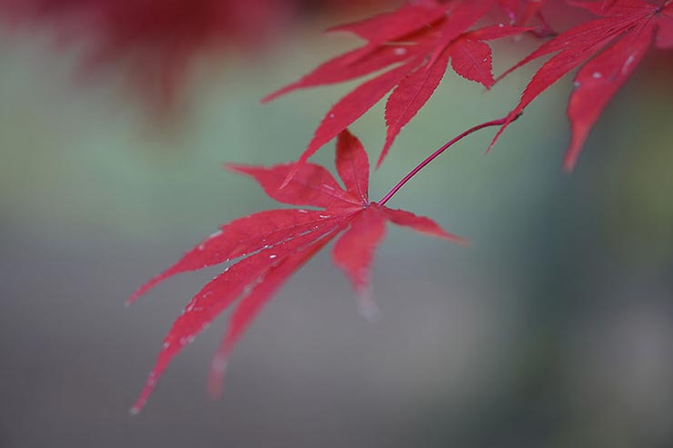 SONY α6500 + SIGMA 56mm F1.4 DC DN | Contemporaryで撮影したモミジの画像