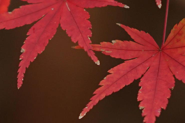 SONY α6300 + SIGMA 56mm F1.4 DC DN | Contemporaryで撮影したモミジの拡大画像