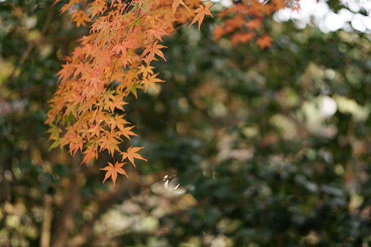 SONY α6300 + SIGMA 56mm F1.4 DC DN | Contemporaryで撮影した口径食の作例画像