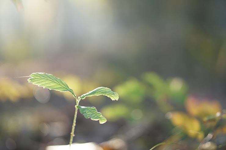 SONY α6500 + SIGMA 56mm F1.4 DC DN | Contemporaryで撮影した若葉の画像
