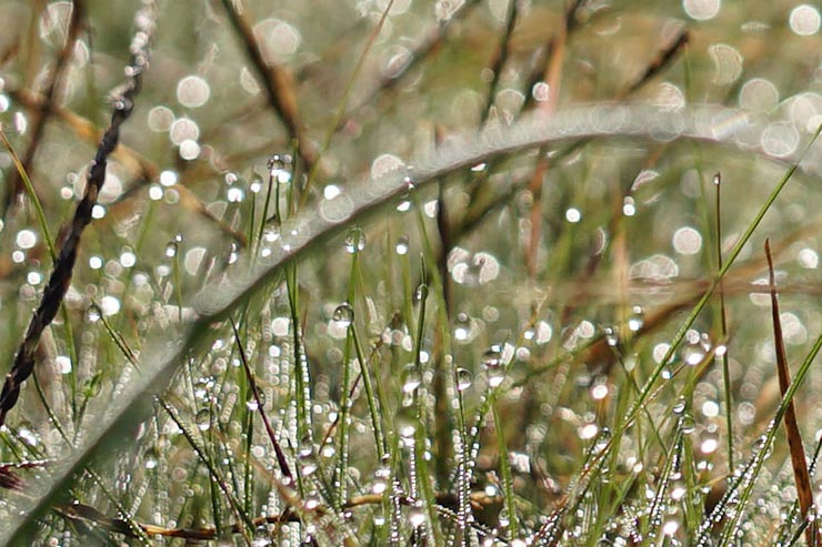 SONY α6500 + SIGMA 56mm F1.4 DC DN | Contemporaryで撮影した朝露の画像