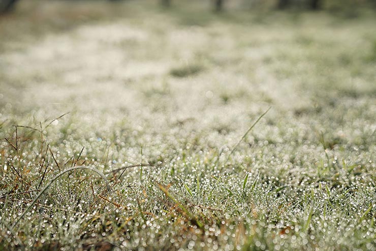 SONY α6500 + SIGMA 56mm F1.4 DC DN | Contemporaryで撮影した朝露の拡大画像