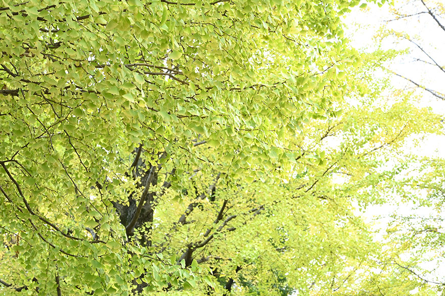 Nikon Z6で撮影したイチョウの画像