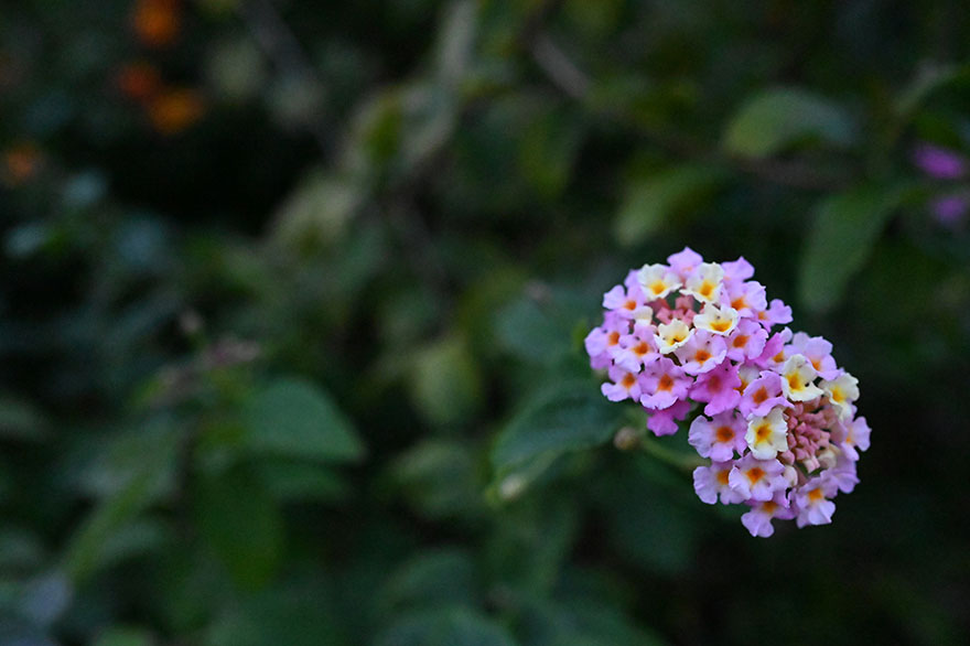 Nikon Z6で撮影した花の画像