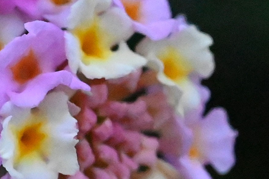 Nikon Z6で撮影した花の拡大画像