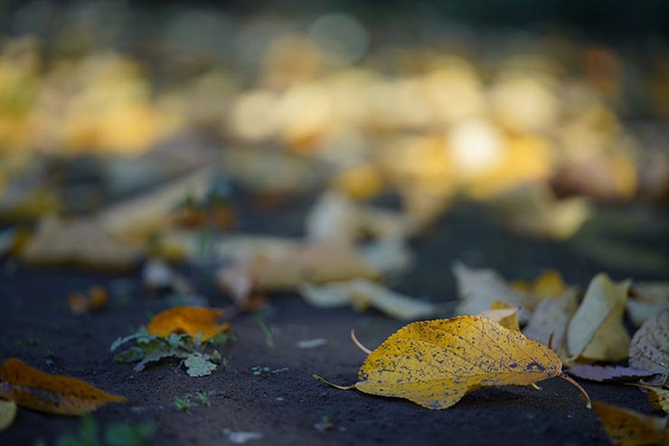 SONY a7RIII + Voigtlander MACRO APO-LANTHAR 110mm F2.5 E-mountで撮影した落ち葉の画像