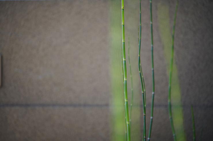 SONY a7RIII + Voigtlander MACRO APO-LANTHAR 110mm F2.5 E-mountで撮影したトクサの画像