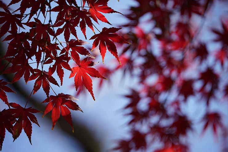 SONY a7RIII + Voigtlander MACRO APO-LANTHAR 110mm F2.5 E-mountで撮影した軒下のモミジの画像