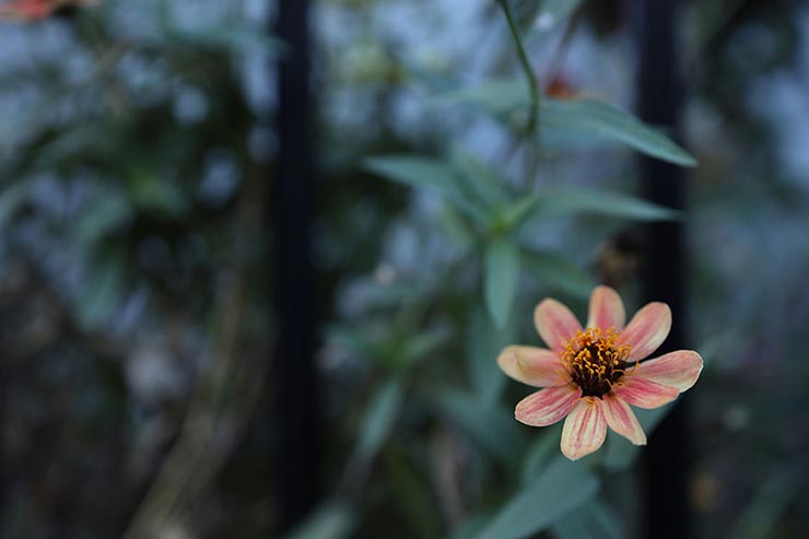 Canon EOS R + RF35mm F1.8 マクロ IS STMで撮影した花の画像