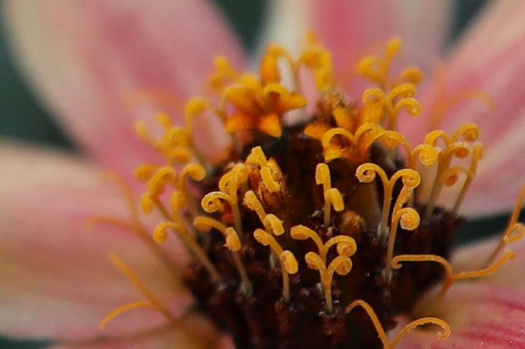 Canon EOS R + RF35mm F1.8 マクロ IS STMで撮影した花の拡大画像