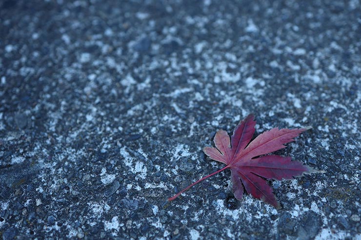 Canon EOS R + RF35mm F1.8 マクロ IS STMで撮影したコンクリートに落ちたモミジの画像