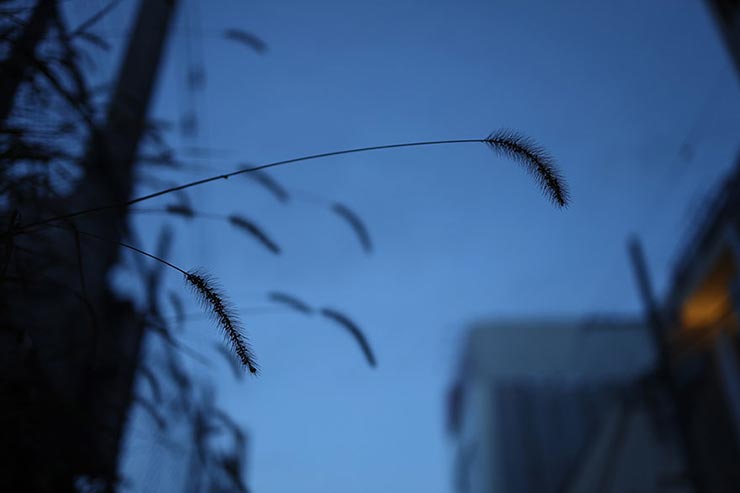 Canon EOS R + RF35mm F1.8 マクロ IS STMで撮影した猫じゃらしの画像
