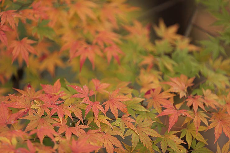 Canon EOS 5D Mark IV + SIGMA 70-200mm F2.8 DG OS HSM | Sportsで撮影したモミジの画像