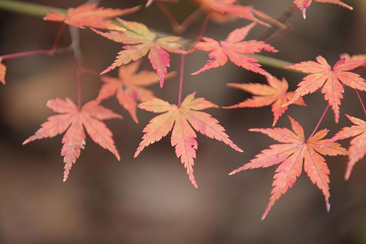 Canon EOS 5D Mark IV + SIGMA 70-200mm F2.8 DG OS HSM | Sportsで撮影したモミジの近景画像
