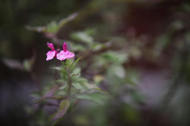 Canon EOS 5D Mark IV + SIGMA 70-200mm F2.8 DG OS HSM | Sportsで撮影した花の画像