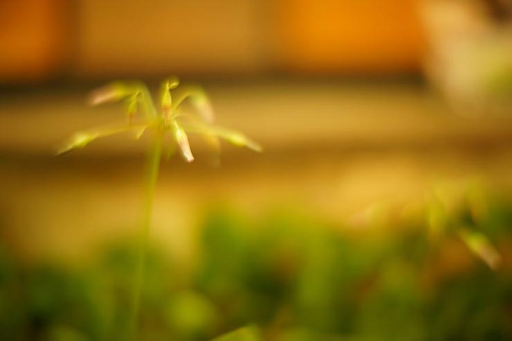 SONY α7III + Leica NOCTILUX 50mm F1.2で撮影した雑草の画像