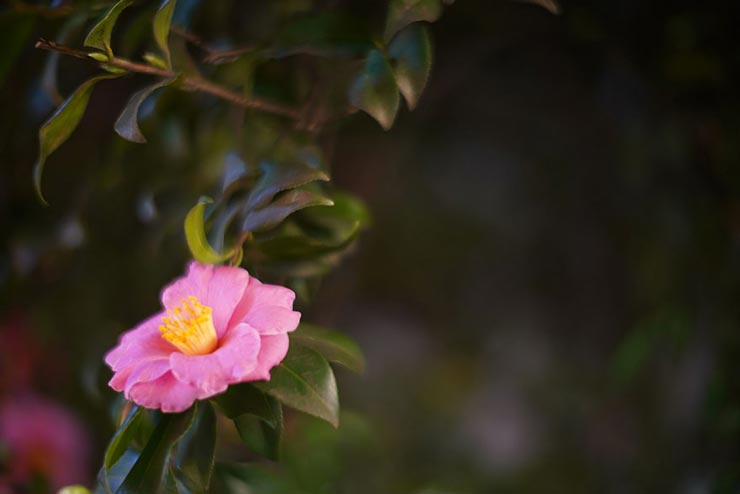 SONY α7III + Leica NOCTILUX 50mm F1.2で撮影した椿の画像