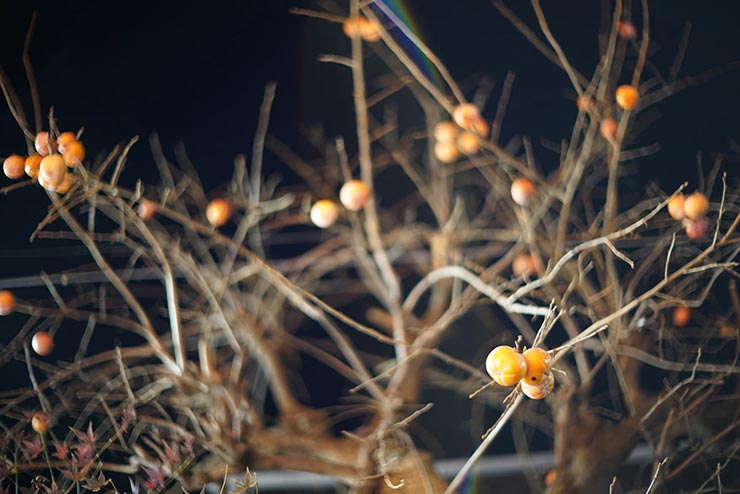 SONY α7III + Leica NOCTILUX 50mm F1.2で撮影したカキの画像
