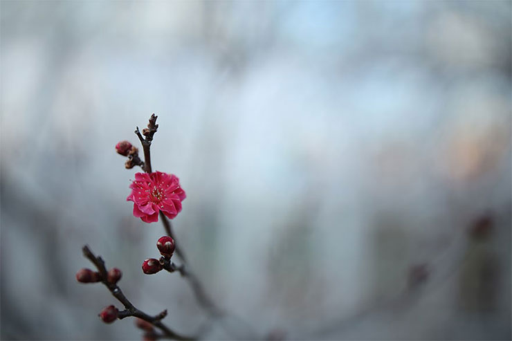 Canon EOS RにSIGMA 28mm F1.4 DG HSM | Artを装着して撮影した梅の花の画像 