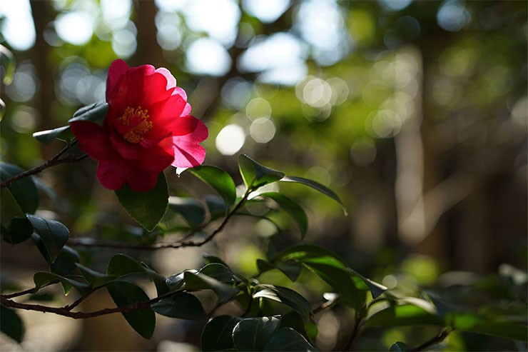 SONY α7RIIとCarl Zeiss Batis 2/40 CFを組み合わせて撮影した椿の花の画像