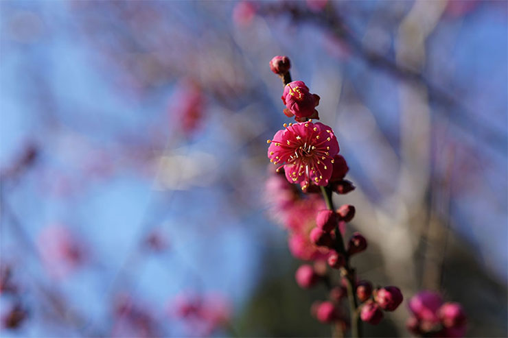 SONY α7RIIとCarl Zeiss Batis 2/40 CFを組み合わせて撮影した梅の花の画像