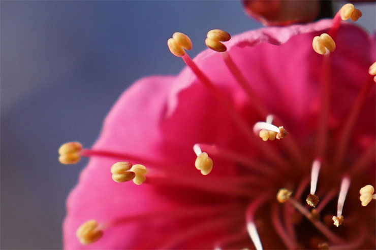 SONY α7RIIとCarl Zeiss Batis 2/40 CFを組み合わせて撮影した梅の花の拡大画像