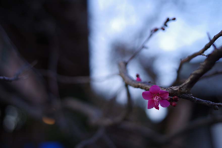 PENTAX K-1MarkIIとRICOH IMAGING HD PENTAX-FA 35mmF2を組み合わせて撮影した梅の花の画像