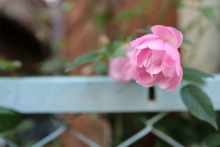 Canon EOS RPとRF35mm F1.8 マクロ IS STMを組み合わせて撮影した花の画像
