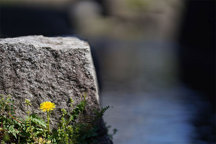 SONY α7RIIIとSONY FE 135mm F1.8 GMを組み合わせて撮影した岩とタンポポの画像