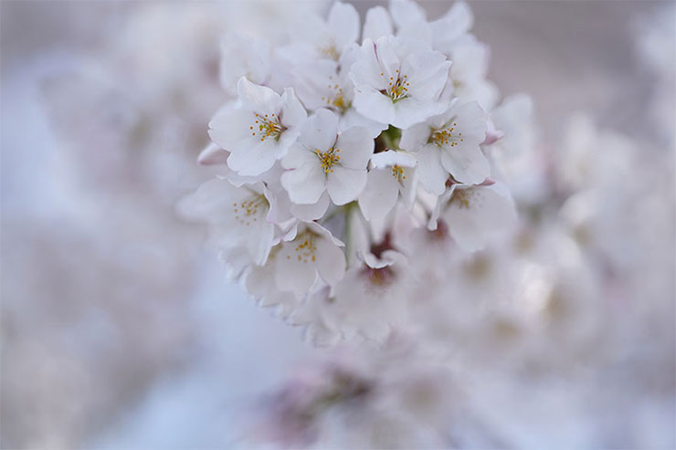 SONY α7RIIIとSONY FE 135mm F1.8 GMを組み合わせて撮影した桜の画像