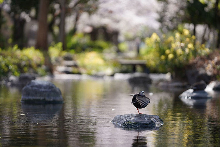 SONY α7RIIIとSONY FE 135mm F1.8 GMを組み合わせて撮影したカモの画像