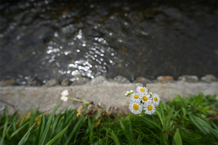 Nikon Z7とNIKKOR Z 14-30mm f/4 Sを組み合わせて撮影したハルジオンの画像