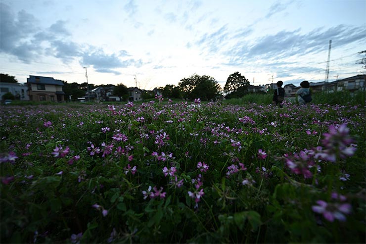 Nikon Z7とNIKKOR Z 14-30mm f/4 Sを組み合わせて撮影した畑の画像