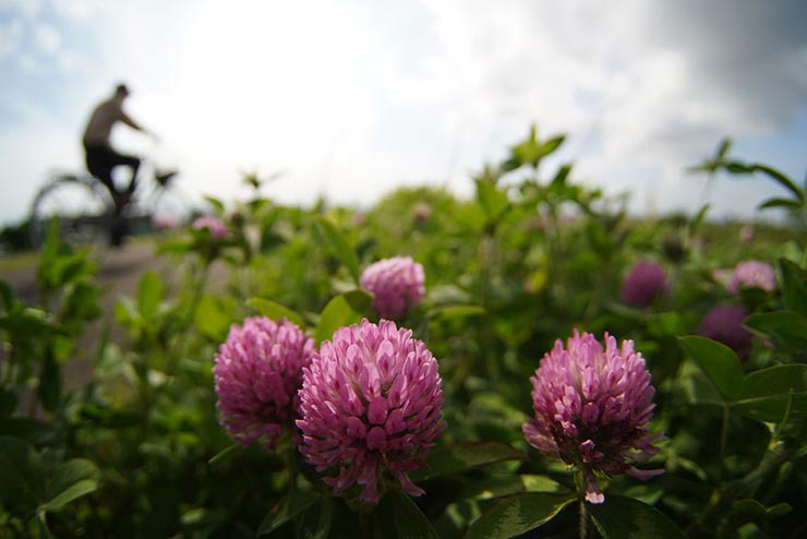 7.5mm F2.8 Fish-eye IIで撮影したシロツメクサの画像