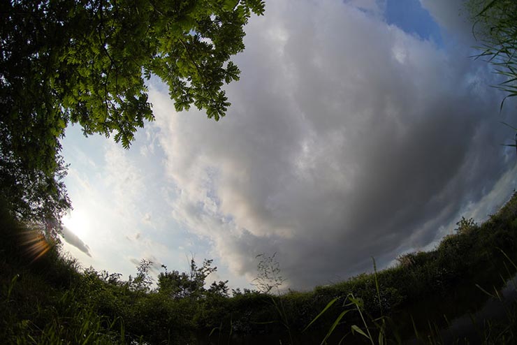 7.5mm F2.8 Fish-eye IIで撮影した草と空の画像