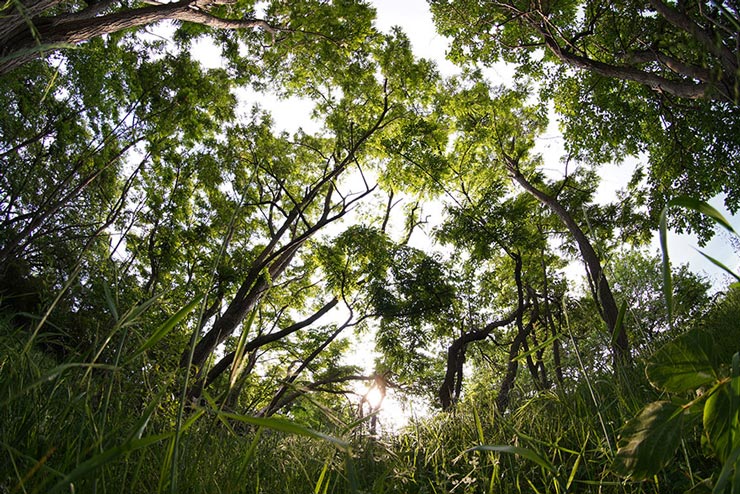 7.5mm F2.8 Fish-eye IIで撮影した森の画像