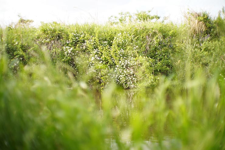 七工匠 35mm F1.2で撮影した草むらの画像