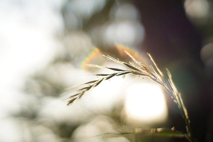 七工匠 35mm F1.2で撮影した草の穂先の画像
