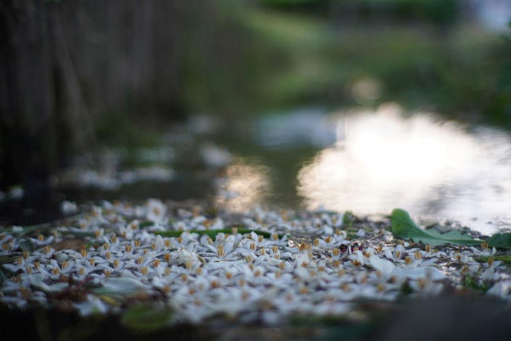 七工匠 35mm F1.2で撮影した小川に散った花の画像