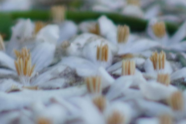 七工匠 35mm F1.2で撮影した小川に散った花の拡大画像