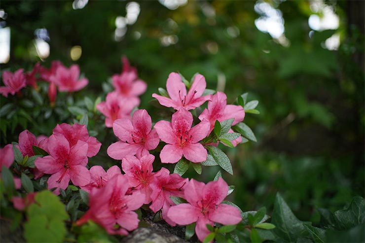 SONY α6400と7Artisans (七工匠) 25mm F1.8を組み合わせて撮影したつつじの画像