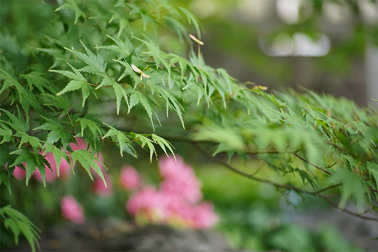 SONY α6400と7Artisans (七工匠)  55mm F1.4を組み合わせて撮影した橋の画像