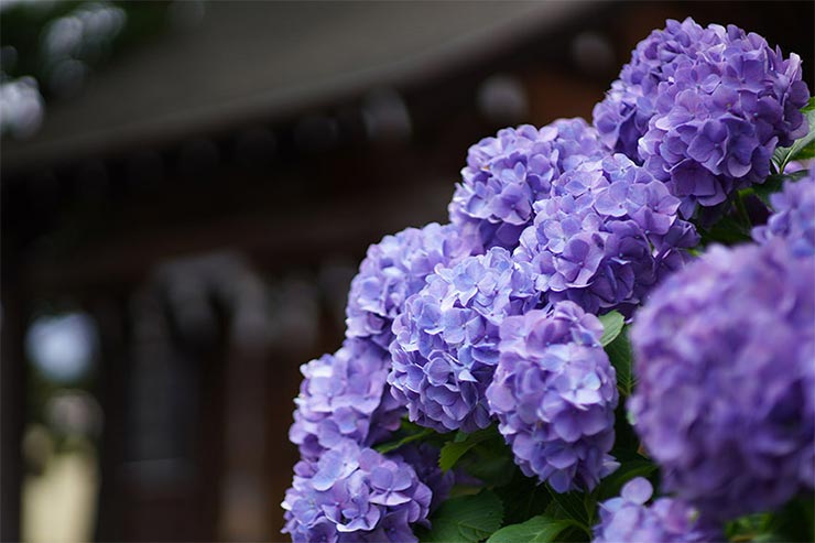 SONY α6400と7Artisans (七工匠)  55mm F1.4を組み合わせて撮影したアジサイの画像