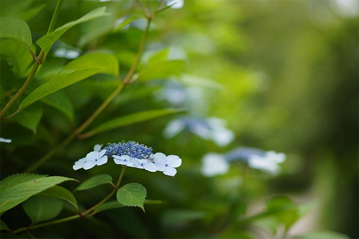 SONY α6400と7Artisans (七工匠)  55mm F1.4を組み合わせて撮影したガクアジサイの画像